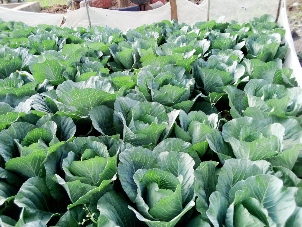 Livelihood Empowerment